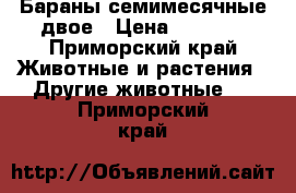 Бараны семимесячные двое › Цена ­ 4 500 - Приморский край Животные и растения » Другие животные   . Приморский край